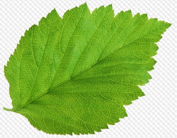 Листочек от дерева