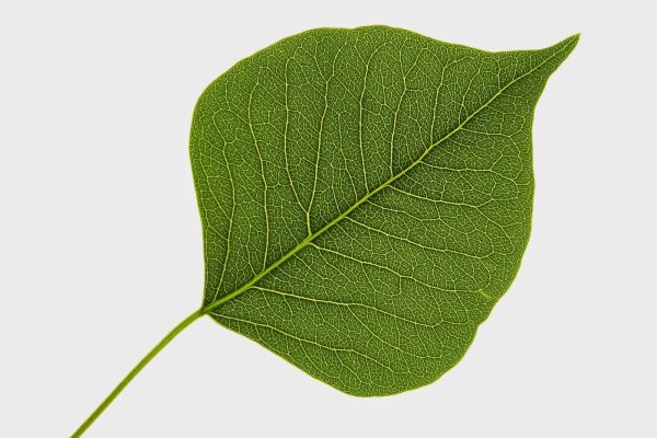 Листик тополя