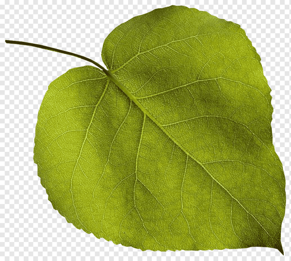 Лист тополя