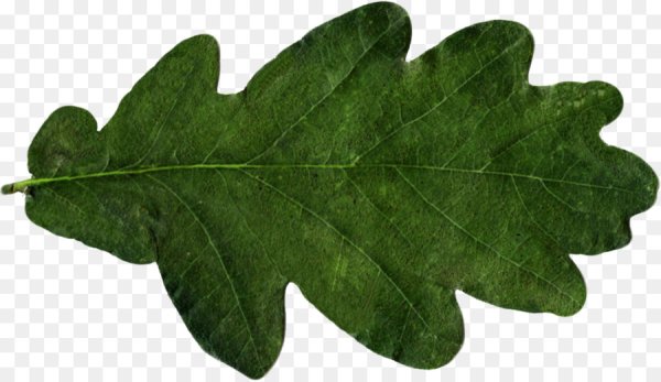 Листок дуба