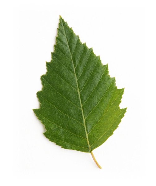 Листок березы