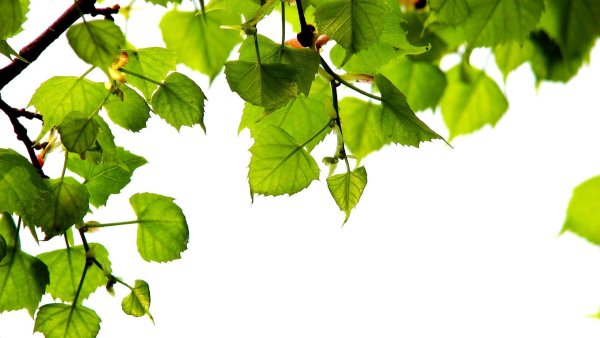 Ветви березы