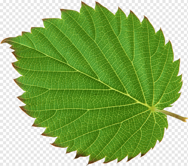 Лист дерева на прозрачном фоне
