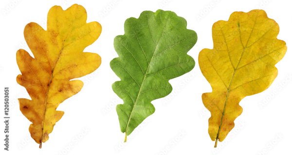 Дубовый лист осенью