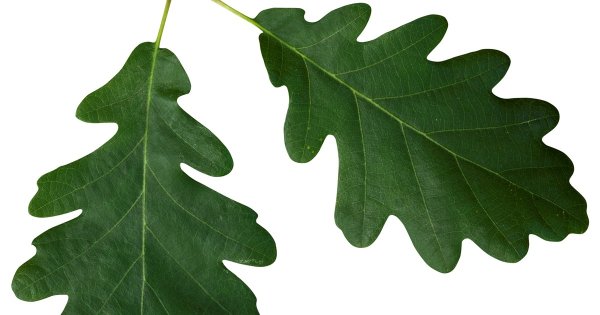 Лист дуба на прозрачном фоне