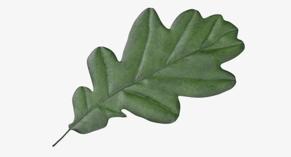 Дубовые листочки