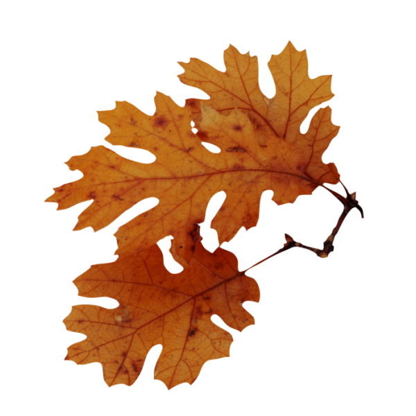 Осенний дубовый лист