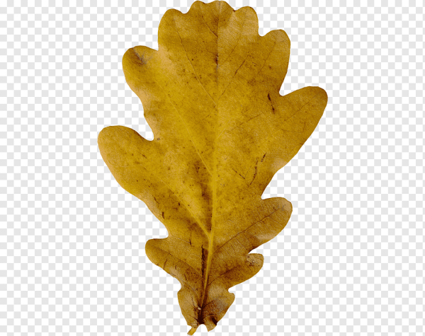 Осенние листья дуба