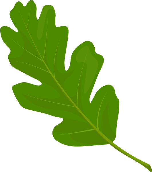 Листок дуба