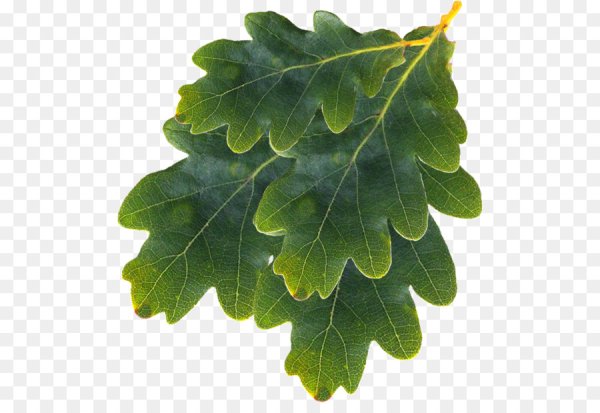 Дубовый лист