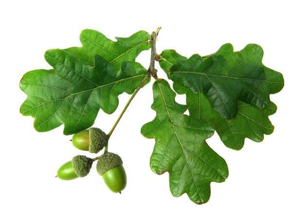 Ветка дуба для детей на прозрачном фоне