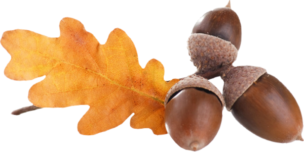 Листья дуба с желудями
