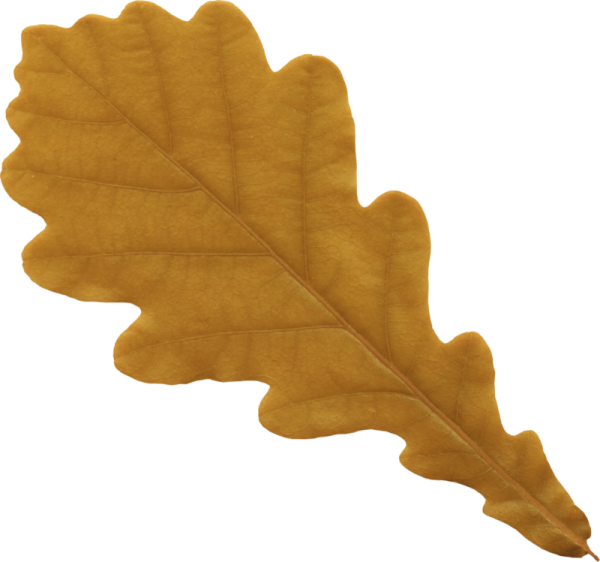 Осенний дубовый лист