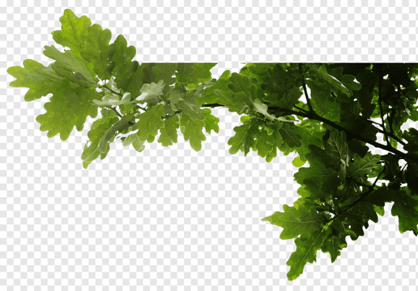 Ветка дуба на прозрачном фоне