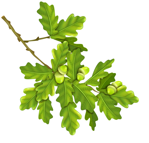 Ветка дуба для детей