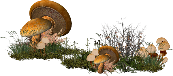 Грибы на прозрачном фоне