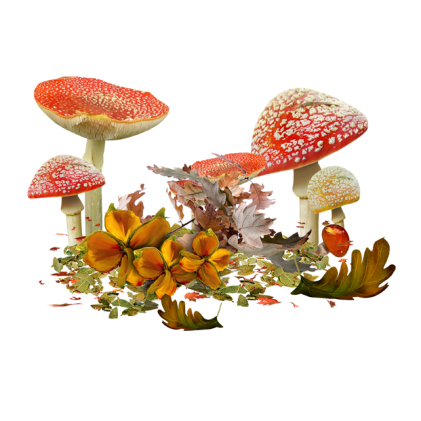 Грибы и ягоды на белом фоне