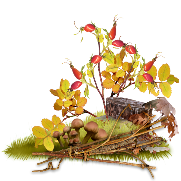 Осенняя композиция на прозрачном фоне