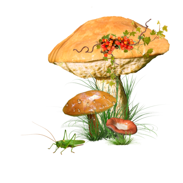 Съедобные грибы клипарт