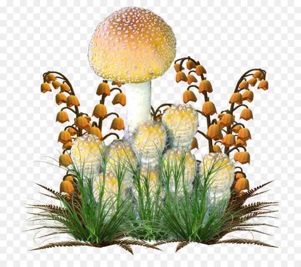 Красивые грибы