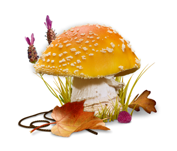 Осенние грибы для детей