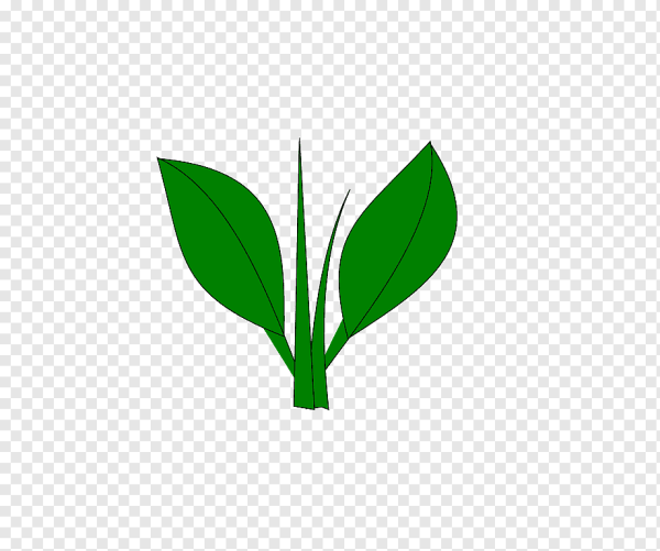 Стебель цветочка