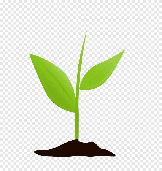 Росточек на прозрачном фоне