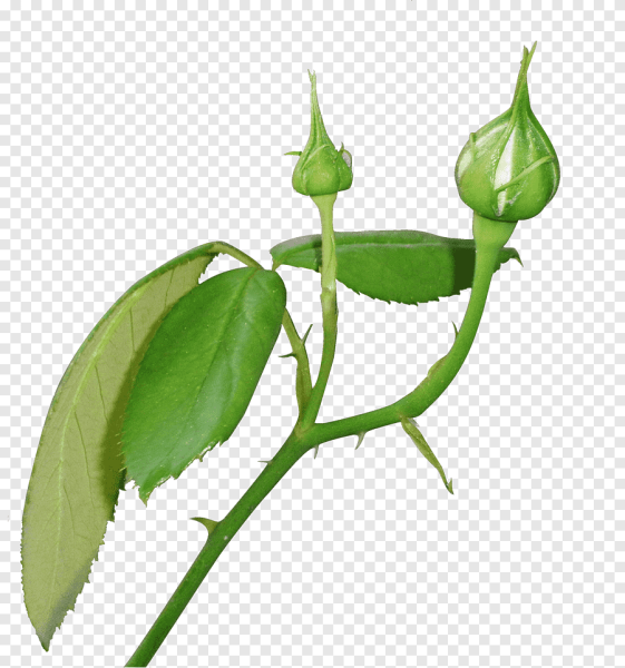 Стебель цветка