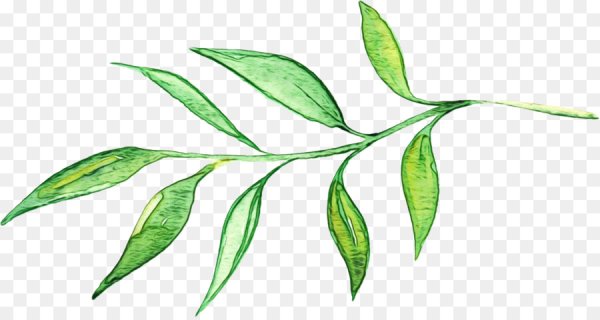 Зеленые листья акварель
