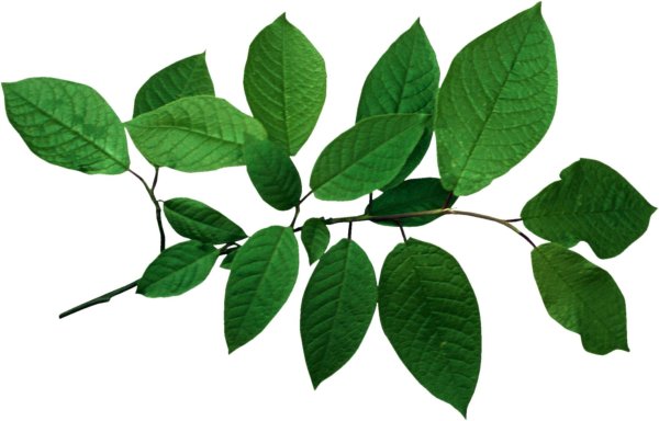 Ветка дерева с листьями