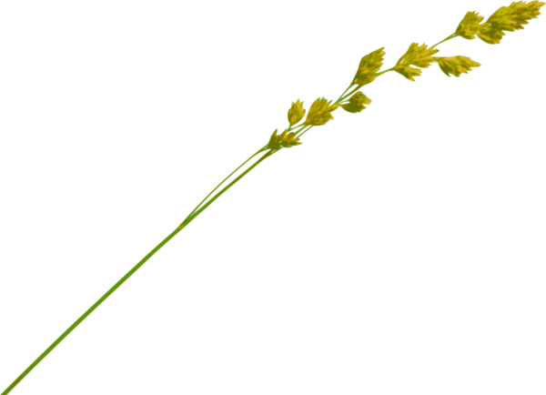 Травинки на прозрачном фоне