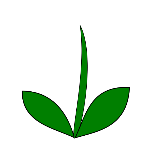 Стебель цветка без лепестков