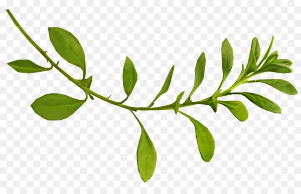 Стебель с листьями