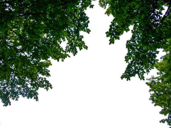 Листва дерева на прозрачном фоне