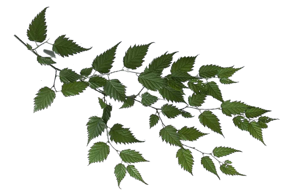 Березовая ветка на прозрачном фоне