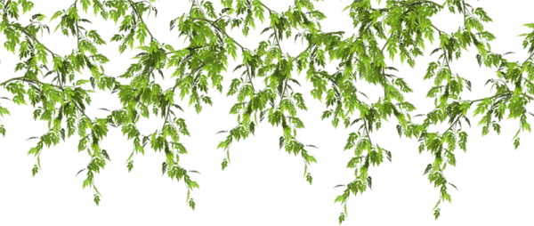 Свисающие ветки деревьев