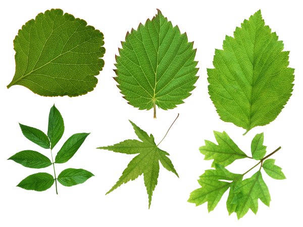 Листики деревьев