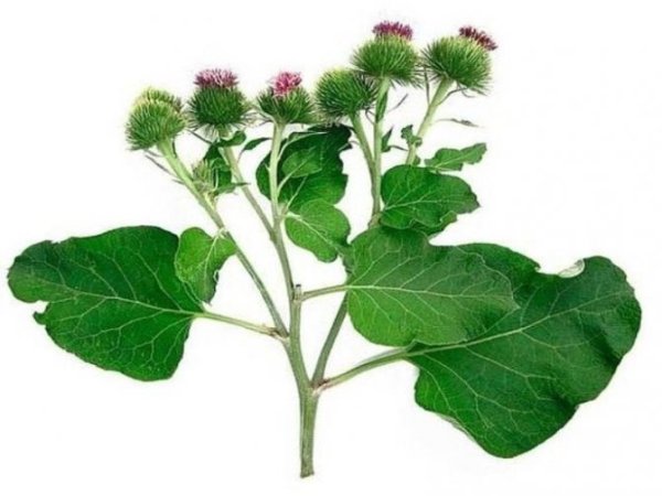 Репейник (Burdock)