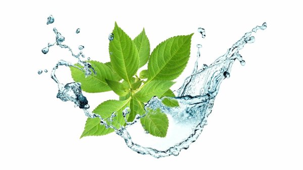Мята в воде