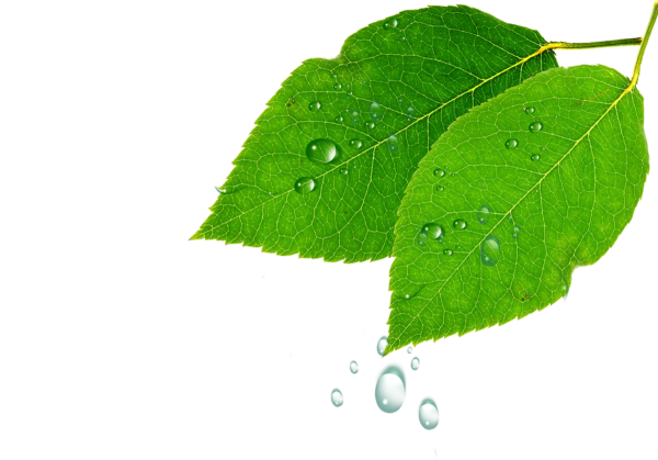 Зеленый лист