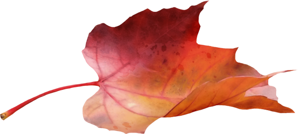 Листья для фотошопа на прозрачном фоне