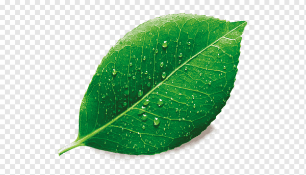 Зеленые листья на белом фоне