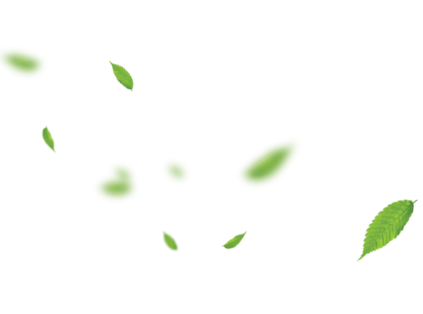 Зеленые листья на прозрачном фоне
