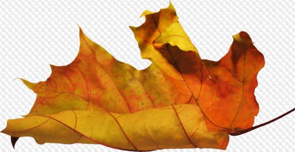 Осенние листья