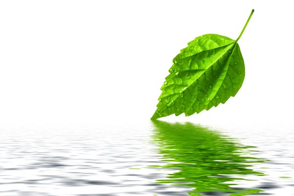 Листья на воде