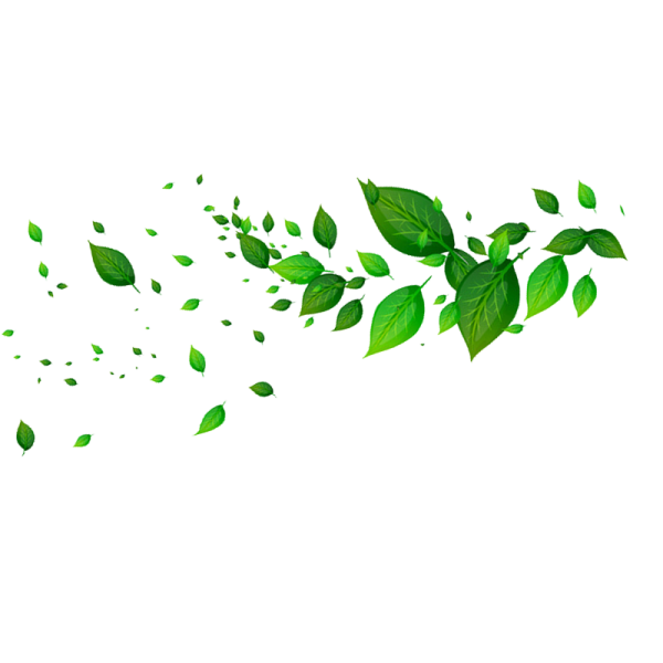 Зеленые листья на белом фоне