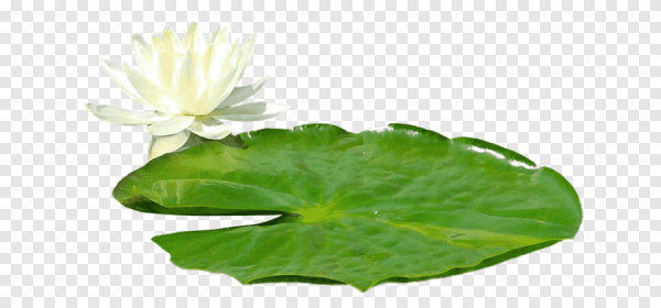 Лист кувшинки