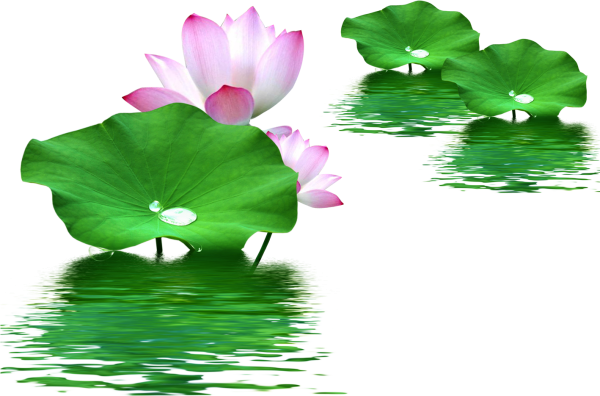 Листья лотоса