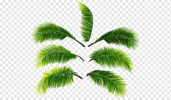 Ветка пальмы