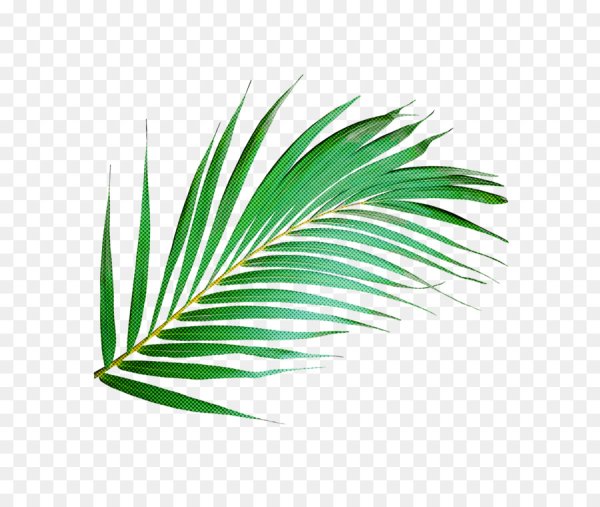 Пальмовая ветвь